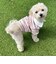 【FR PETS】マルチボーダーポロシャツ