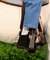 【Blundstone / ブランドストーン】POP TRADING COMPA