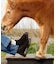 【Blundstone / ブランドストーン】POP TRADING COMPA