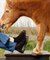 【Blundstone / ブランドストーン】POP TRADING COMPA