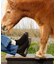 【Blundstone / ブランドストーン】POP TRADING COMPA