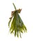 フェイクコウモリラン