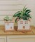 受け皿付きおうちポット2号／おうち植物