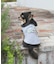 《DOG WEAR》フェードウォッシュタンク