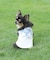 《DOG WEAR》USAFA EMB タンク