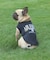 《DOG WEAR》USAFA EMB タンク フレンチブルドック用