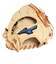 ミズノ（MIZUNO）少年軟式 グラブ オールラウンド用 野球グローブ ジュニア ウィルドライブ ブルー 24AW 1AJGY31640 8049