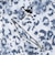 オークリー（OAKLEY）ゴルフウェア 吸汗速乾 スカル ABSTRACT 半袖ポロシャツ FOA409086-186