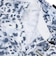 オークリー（OAKLEY）ゴルフウェア 吸汗速乾 スカル ABSTRACT 半袖ポロシャツ FOA409086-186