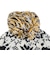ジャックウルフスキン（JackWolfskin）ポー ジャカードビーニー A63254-5055