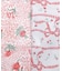 【WEB限定/ギフトにおすすめ！／ラッピング資材付き／3種選べる】同柄パッカブル 3個入りセット