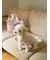 【CAT&DOG】【販路限定商品】ストロベリーマナーポーチ