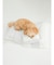 【CAT&DOG】ベビモコおふとんセットＭ