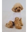 【CAT&DOG】【販路限定商品】ベビモコネップdogプルオーバー