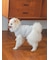 【CAT&DOG】【販路限定商品】ベビモコネップdogプルオーバー