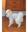 【CAT&DOG】【販路限定商品】ベビモコネップdogプルオーバー
