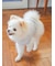 【CAT&DOG】【販路限定商品】ベビモコネップdogプルオーバー
