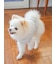 【CAT&DOG】【販路限定商品】ベビモコネップdogプルオーバー