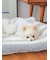 【CAT&DOG】【販路限定商品】ベビモコネップdogプルオーバー