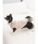 【CAT&DOG】【販路限定商品】ベビモコネップdogプルオーバー