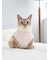 【CAT&DOG】【販路限定商品】ベビモコネップdogプルオーバー