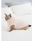 【CAT&DOG】【販路限定商品】ベビモコネップdogプルオーバー
