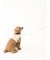 【CAT&DOG】【販路限定商品】モチーフ柄リード