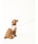 【CAT&DOG】【販路限定商品】モチーフ柄リード