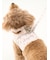 【CAT&DOG】【販路限定商品】モチーフ柄リード