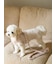 【CAT&DOG】【販路限定商品】モチーフ柄リード