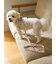 【CAT&DOG】【販路限定商品】モチーフ柄リード