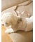 【CAT&DOG】【販路限定商品】モチーフ柄リード