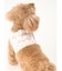 【CAT&DOG】【販路限定商品】モチーフ柄ハーネス