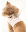 【CAT&DOG】【販路限定商品】モチーフ柄ハーネス