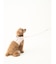 【CAT&DOG】【販路限定商品】モチーフ柄ハーネス
