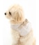 【CAT&DOG】【販路限定商品】モチーフ柄ハーネス