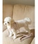 【CAT&DOG】【販路限定商品】モチーフ柄ハーネス