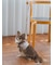 【CAT&DOG】【販路限定商品】リード