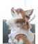 【CAT&DOG】【販路限定商品】リード