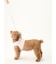 【CAT&DOG】【販路限定商品】リード