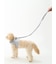 【CAT&DOG】【販路限定商品】リード