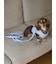 【CAT&DOG】【販路限定商品】リード