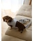 【CAT&DOG】【販路限定商品】リード