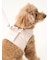 【CAT&DOG】【販路限定商品】リード