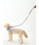 【CAT&DOG】【販路限定商品】リード