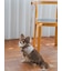 【CAT&DOG】【販路限定商品】リード