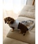 【CAT&DOG】【販路限定商品】リード
