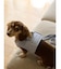 【CAT&DOG】【販路限定商品】ハーネス