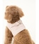 【CAT&DOG】【販路限定商品】ハーネス