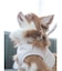【CAT&DOG】【販路限定商品】ハーネス